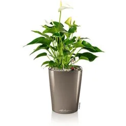 Indoor Flower Pot -Indoor Flower Pot 58450207 2