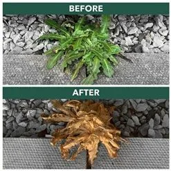 Rootblast - Total Weedkiller - 1L Ready To Use With 2 X 100ml Concentrated Refill Sachets - Kills Weeds & Roots - Biodegradable In Soil - Non-selective Weedkiller… 8 Rootblast - Total Weedkiller - 1L Ready To Use With 2 X 100ml Concentrated Refill Sachets - Kills Weeds & Roots - Biodegradable In Soil - Non-selective Weedkiller… -Indoor Flower Pot 58526627 3