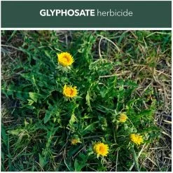 Rootblast - Total Weedkiller - 1L Ready To Use With 2 X 100ml Concentrated Refill Sachets - Kills Weeds & Roots - Biodegradable In Soil - Non-selective Weedkiller… 9 Rootblast - Total Weedkiller - 1L Ready To Use With 2 X 100ml Concentrated Refill Sachets - Kills Weeds & Roots - Biodegradable In Soil - Non-selective Weedkiller… -Indoor Flower Pot 58526627 4