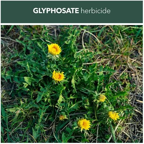 Rootblast - Total Weedkiller - 1L Ready To Use With 2 X 100ml Concentrated Refill Sachets - Kills Weeds & Roots - Biodegradable In Soil - Non-selective Weedkiller… 6 Rootblast - Total Weedkiller - 1L Ready To Use With 2 X 100ml Concentrated Refill Sachets - Kills Weeds & Roots - Biodegradable In Soil - Non-selective Weedkiller… - Image 4