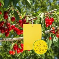MONLY 20 Pz Yellow Double-sided Trap Fly, 1520cm Sticky Paper Stickers Against Whiteflies, Aphids, Gnats And Leaf Miners