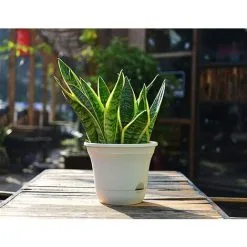 DENUOTOP Flower Pots 20CM Self-Watering Flower Pot, Long-Term Plant Pot For Water Storage, Deep Reservoir, Planter Pot For Indoor Plants Home Decoration - Beige, Set Of 4 9 DENUOTOP Flower Pots 20CM Self-Watering Flower Pot, Long-Term Plant Pot For Water Storage, Deep Reservoir, Planter Pot For Indoor Plants Home Decoration - Beige, Set Of 4 -Indoor Flower Pot 70075187 3