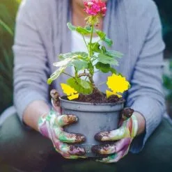 NAXUNNN 12pcs Sticky Fruit Fly Traps And Mushroom Trap Killer, Sunflower Butterfly Pattern Decal Sticker -Indoor Flower Pot 78043078 4