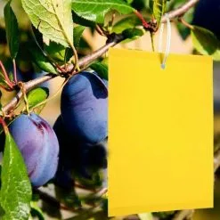 NAXUNNN BR-Vie 20 Pieces Profession Double Sided Sticky Traps, Anti White Fly Insect Traps, Aphids, Moths For Garden Plant Flower Fruits, With Cable Ties(15x25cm)