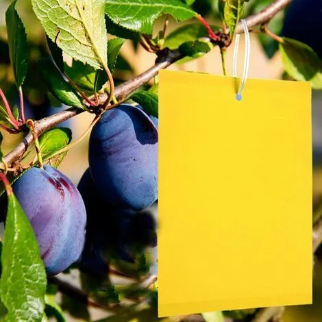 NAXUNNN BR-Vie 20 Pieces Profession Double Sided Sticky Traps, Anti White Fly Insect Traps, Aphids, Moths For Garden Plant Flower Fruits, With Cable Ties(15x25cm) 3 NAXUNNN BR-Vie 20 Pieces Profession Double Sided Sticky Traps, Anti White Fly Insect Traps, Aphids, Moths For Garden Plant Flower Fruits, With Cable Ties(15x25cm)