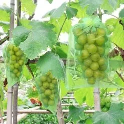 BOED 50 Pieces Grape Protection Bag, 30x20cm, Organza Bags, Fruit Protection Bag, Insect Net, Protection And Pest Control For Garden (Green)