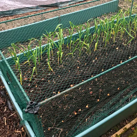 GARDENSKILL No Frills Fruit & Veg Cage With Bird Net - 0.75m X 0.75m X 0.65m High 3 GARDENSKILL No Frills Fruit & Veg Cage With Bird Net - 0.75m X 0.75m X 0.65m High