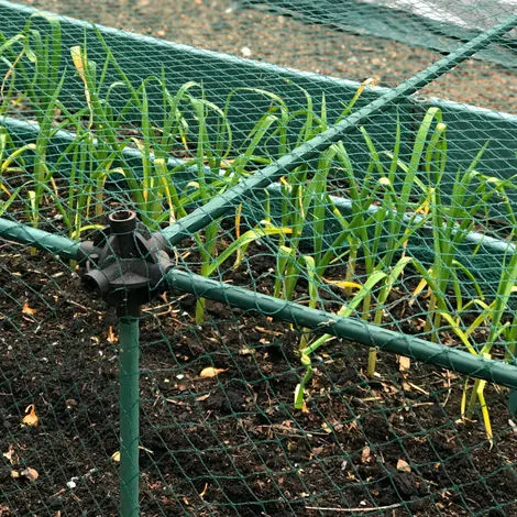 GARDENSKILL No Frills Fruit & Veg Cage With Bird Net - 0.75m X 0.75m X 0.65m High 4 GARDENSKILL No Frills Fruit & Veg Cage With Bird Net - 0.75m X 0.75m X 0.65m High - Image 2