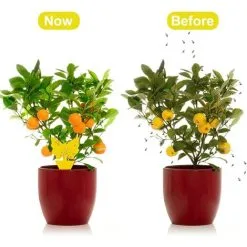 NAXUNNN 12 Pack Fruit Fly Traps, Double-sided Sticky Fungus Gnat Killer Yellow Insect Catcher Sticky Bug Insect Killer For Houseplant Fly Insect Control Indoor And Outdoor -Indoor Flower Pot 93936963 3