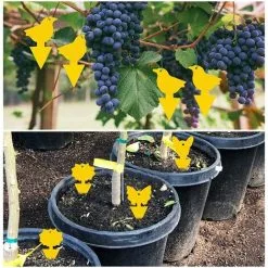 TUMALAGIA 100 Pieces Of Self-adhesive Legionnaire's Board Sticker For Trapping Fruit Flies -Indoor Flower Pot 95311457 3