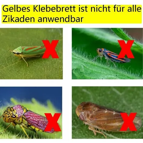 Soleil 50 Insect Traps, Double Sided Sticky Paper, Yellow Sticky Papers For White Fly Leaf, Aphids, Leafminer With Twist Ties, 15cm X 20cm 5 Soleil 50 Insect Traps, Double Sided Sticky Paper, Yellow Sticky Papers For White Fly Leaf, Aphids, Leafminer With Twist Ties, 15cm X 20cm - Image 3